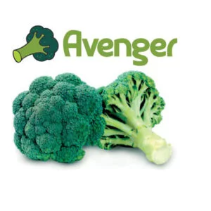 SEMILLA BRÓCOLI AVENGER x 2.000 Un.