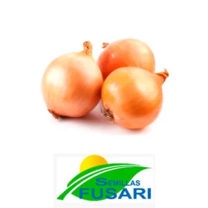 SEMILLA CEBOLLA VALENCIANITA R. LARGA x 1 Kg
