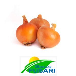 SEMILLA CEBOLLA VALENCIANITA PRECOZ x 1 Kg.