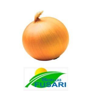 SEMILLA CEBOLLA GRANO DE ORO x 5 Kg.