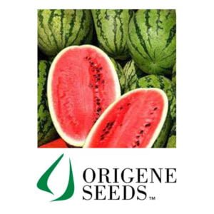 SEMILLA SANDÍA FLORIANA x 1.000 Un.