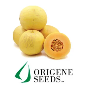 SEMILLA MELÓN BOLA DE ORO AMARILLO x 1000u