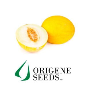 SEMILLA MELÓN ROCÍO DE MIEL AMARILLO IMOJI x 1.000 Un.