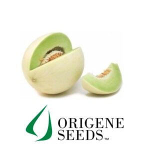 SEMILLA MELÓN ROCÍO DE MIEL RIVER DEW x 1.000 Un.