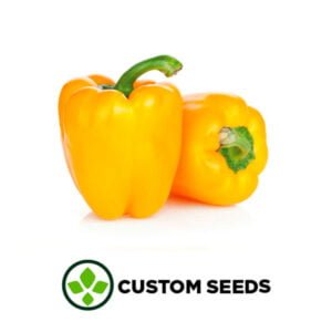 SEMILLA PIMIENTO MESSINA AMARILLO x 1.000 Un.