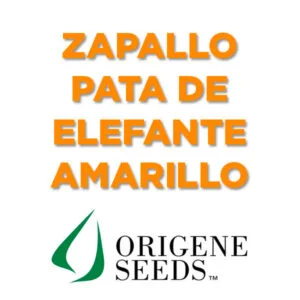 SEMILLA ZAPALLO PATA DE ELEFANTE AMARILLO x 1.000 Un.