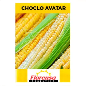 SEMILLA CHOCLO AVATAR x 50.000 Un.