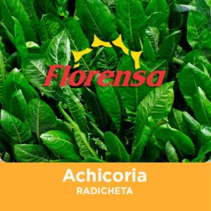 SEMILLA ACHICORIA HOJA FINA BLANCA (Radicheta) x 1 Kg.