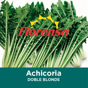 SEMILLA ACHICORIA HOJAS ANCHA DOBLE BLONDE x 10 Kg.