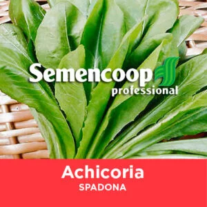 SEMILLA ACHICORIA SPADONA (Radicheta verde) x 1 kg.