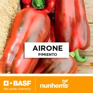 SEMILLA PIMIENTO AIRONE F1 x 1.000 Unid.