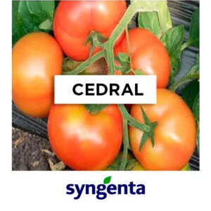 SEMILLA TOMATE CEDRAL F1 SYNGENTA x 1000 Unid.