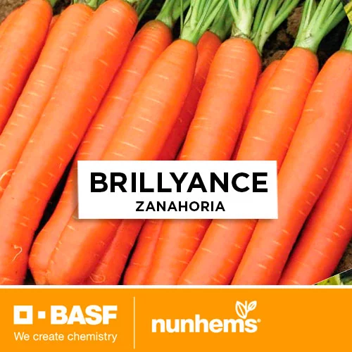 SEMILLA ZANAHORIA BRILLYANCE F1 x 100000 Unid.