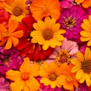 flores varias