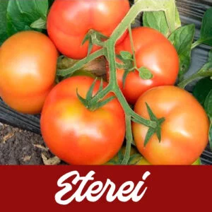 SEMILLA TOMATE ETEREI SEMINIS x 1000 Unid.