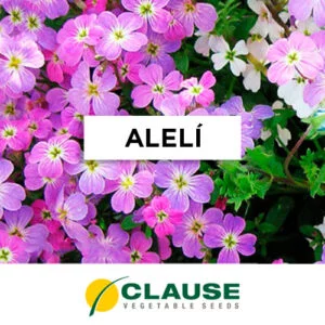 SEMILLA ALELÍ x 25 Gr.