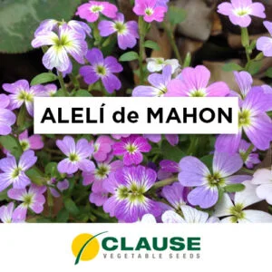 SEMILLA ALELÍ DE MAHON MIX x 25 Gr.