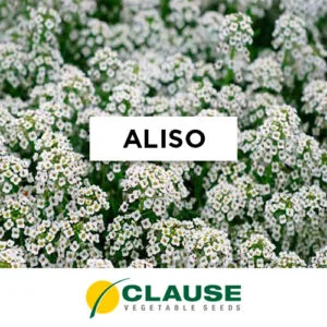 SEMILLA ALISO x 25 Gr.