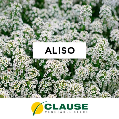SEMILLA ALISO x 25 Gr.