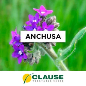SEMILLA ANCHUSA CAPENSIS x 25 Gr.