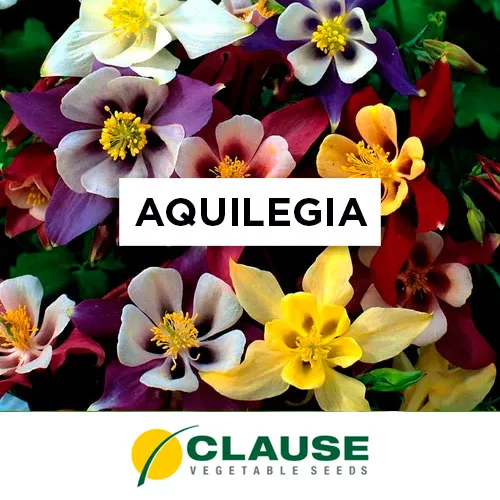 SEMILLA AQUILEGIA MCKANA´S GIANT MIX x 25 Gr.