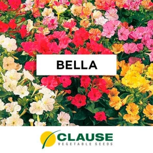 SEMILLA BELLA x 25 Gr.