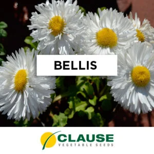 SEMILLA BELLIS (COQUETA) PERENNE MONSTRUOSA MIX  x 25 Gr.