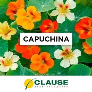 SEMILLA CAPUCHINA TREPADORA MIX x 25 Gr.