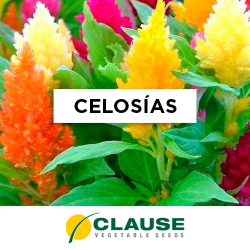 SEMILLA CELOSIAS PLUMOSAS PAMPAS PLUME MIX x 25 Gr.