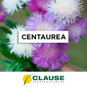SEMILLA CENTAUREA IMPERIAL MIX x 25 Gr.