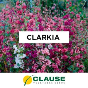 SEMILLA CLARKIA ELEGANTE DOBLE MIX x 25 Gr.