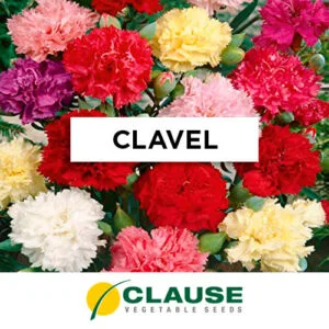 SEMILLA CLAVEL CHABAUD MIX x 25 Gr.