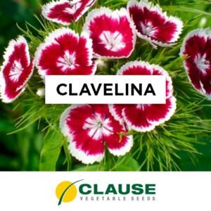 SEMILLA CLAVELINA x 25 Gr.