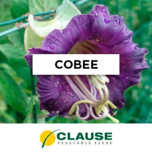 SEMILLA COBEE SCANDES BLUE - TREPADORA x 25 Gr.
