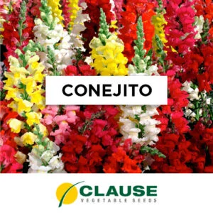 SEMILLA CONEJITO ALTO GDES FLORES MAXIMUN MIX x 25 Gr.