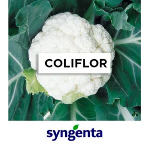 SEMILLA COLIFLOR SMILLA SYNGENTA x 2.500 Un.
