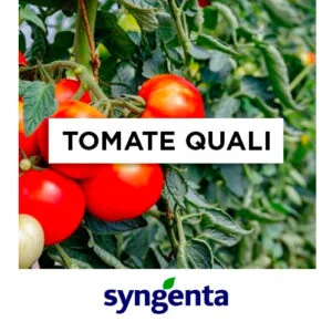 SEMILLA TOMATE QUALI T SYNGENTA x 2000 Un.
