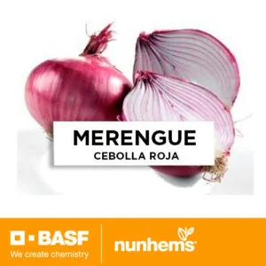 SEMILLA CEBOLLA ROJA MERENGUE x 100.000 Un.