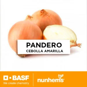 SEMILLA CEBOLLA AMARILLA PANDERO x 100.000 Un.
