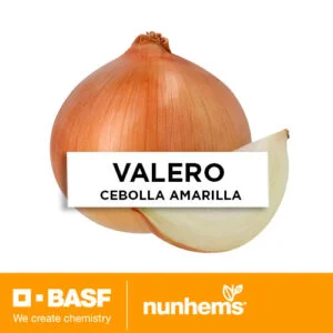 SEMILLA CEBOLLA AMARILLA VALERO x 100.000 Un.