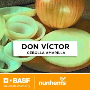 SEMILLA CEBOLLA AMARILLA DON VÍCTOR x 100.000 Un.