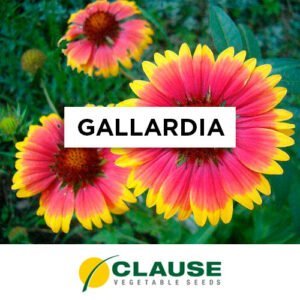 SEMILLA GALLARDIA x 25 Gr.