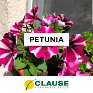SEMILLA PETUNIA x 25 Gr.
