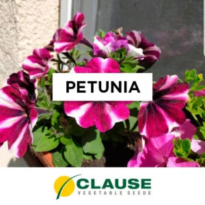 SEMILLA PETUNIA x 25 Gr.