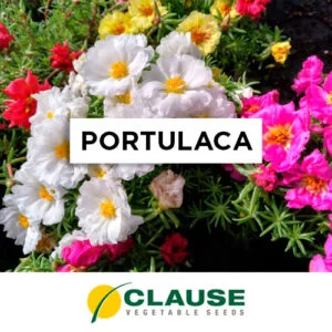 SEMILLA SALVIA x 25 Gr.