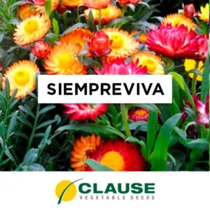 SEMILLA SIEMPREVIVA x 25 Gr.