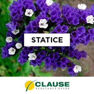 SEMILLA STATICE x 25 Gr.