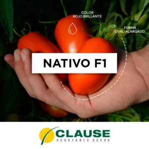 SEMILLA TOMATE NATIVO x 1.000 Un.