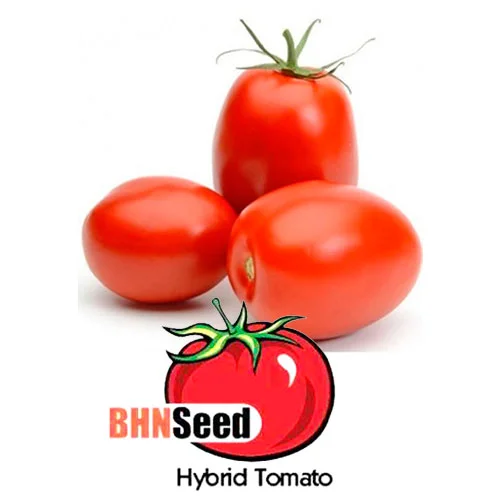 SEMILLA TOMATE REGINA x 12.500 Un.