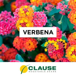 SEMILLA VERBENA x 25 Gr.